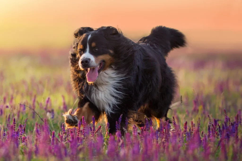 Ein glücklicher Berner Sennenhund rennt durch ein lila Blütenfeld im Sonnenuntergang.
