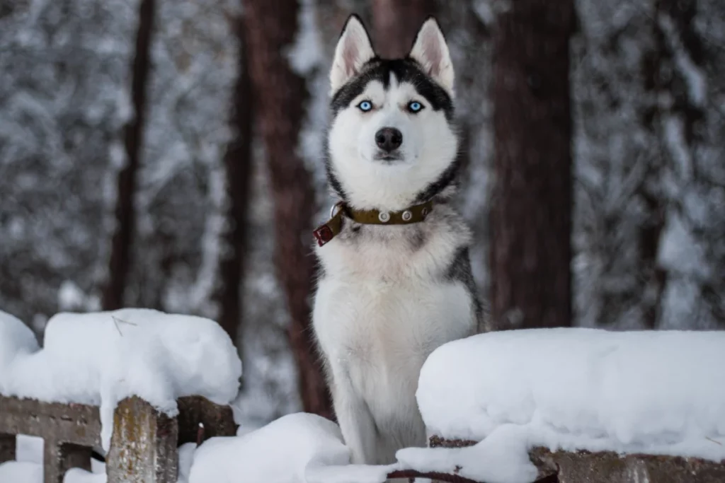Ein Siberian Husky mit eisblauen Augen sitzt im verschneiten Winterwald.