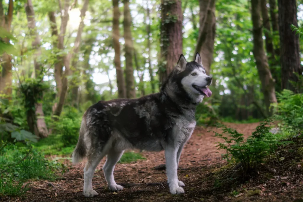 Ein Siberian Husky steht auf einem Waldweg im grünen Sommerwald.