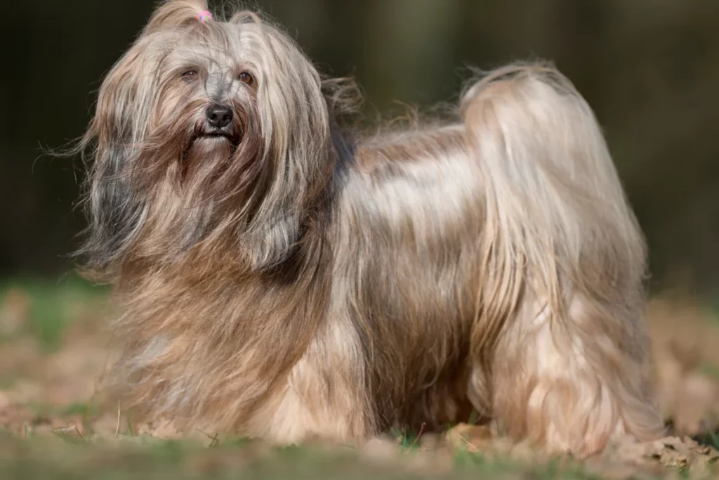 Ein gepflegter Tibet Terrier mit seidigem, langem Fell steht im Sonnenschein auf einer Wiese.